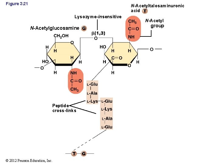 Figure 3. 21 N-Acetyltalosaminuronic acid Lysozyme-insensitive N-Acetylglucosamine Peptide cross-links © 2012 Pearson Education, Inc.