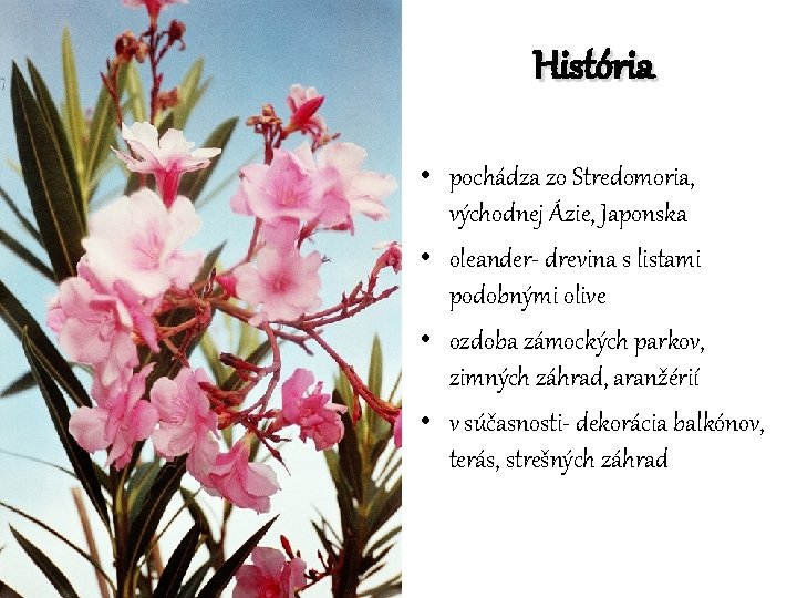 História • pochádza zo Stredomoria, východnej Ázie, Japonska • oleander- drevina s listami podobnými