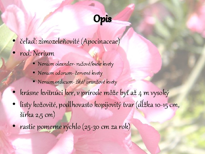 Opis • čeľaď: zimozeleňovité (Apocinaceae) • rod: Nerium • Nerium oleander- ružové/biele kvety • Opis • čeľaď: zimozeleňovité (Apocinaceae) • rod: Nerium • Nerium oleander- ružové/biele kvety •