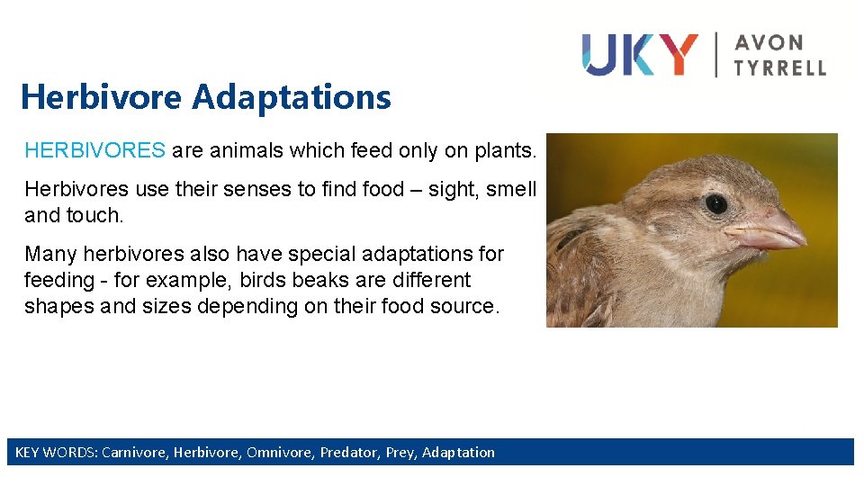 Herbivore Adaptations HERBIVORES are animals which feed only on plants. Herbivores use their senses