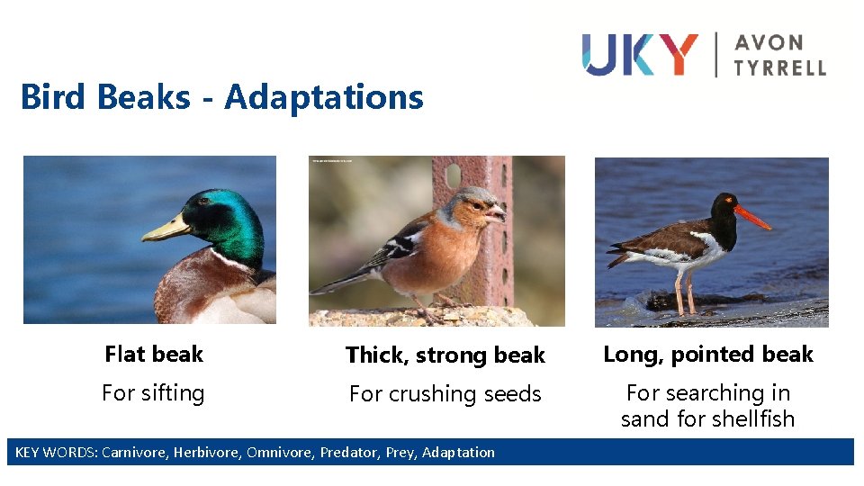 Bird Beaks - Adaptations Flat beak Thick, strong beak Long, pointed beak For sifting