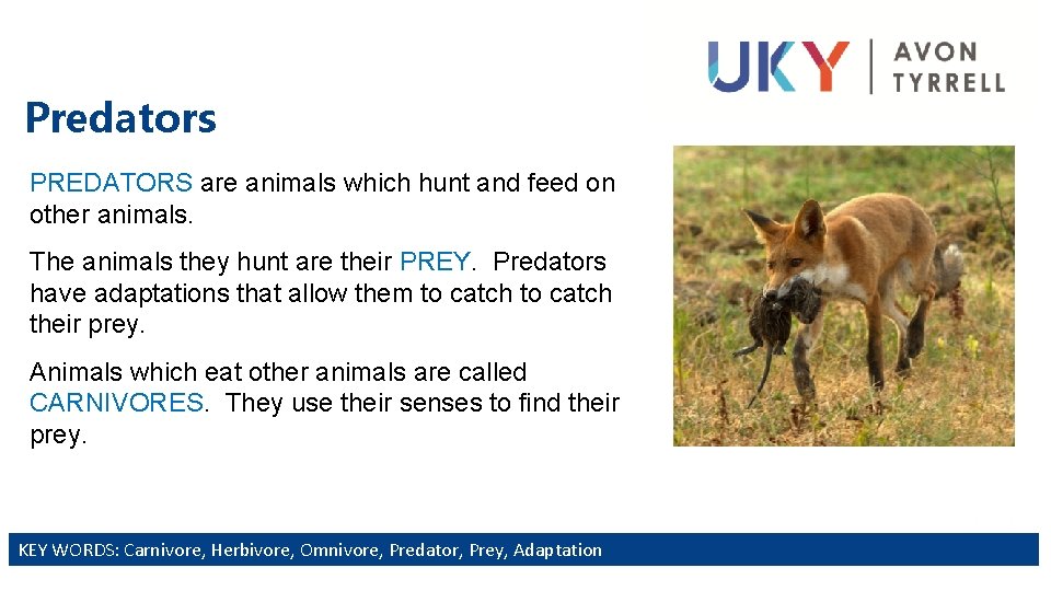 Predators PREDATORS are animals which hunt and feed on other animals. The animals they