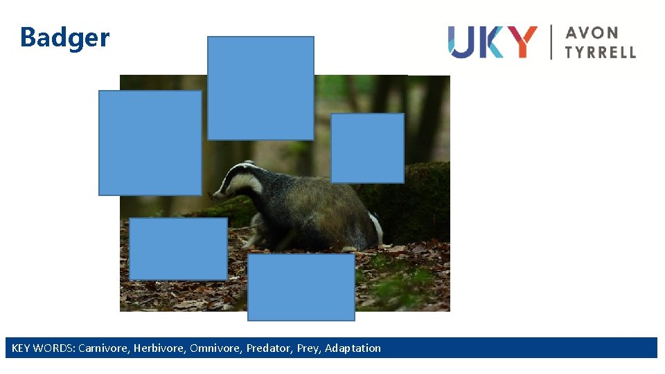 Badger Forward facing eyes help with judging distance Ears lay flat for digging. Sensitive