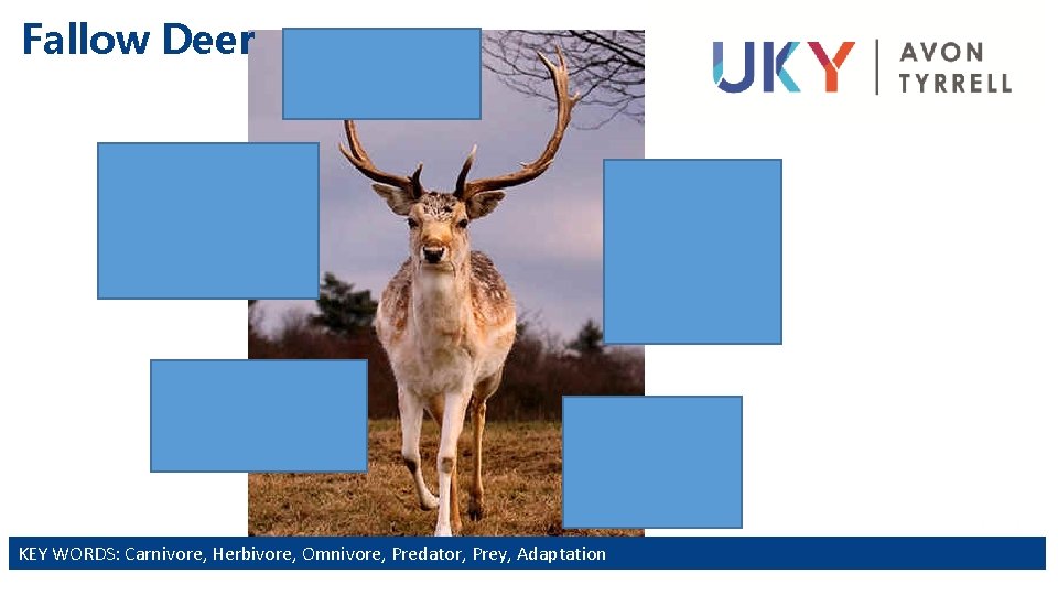 Fallow Deer Antlers for defence Tough tongue for stripping leaves from shrubs Mottled fur