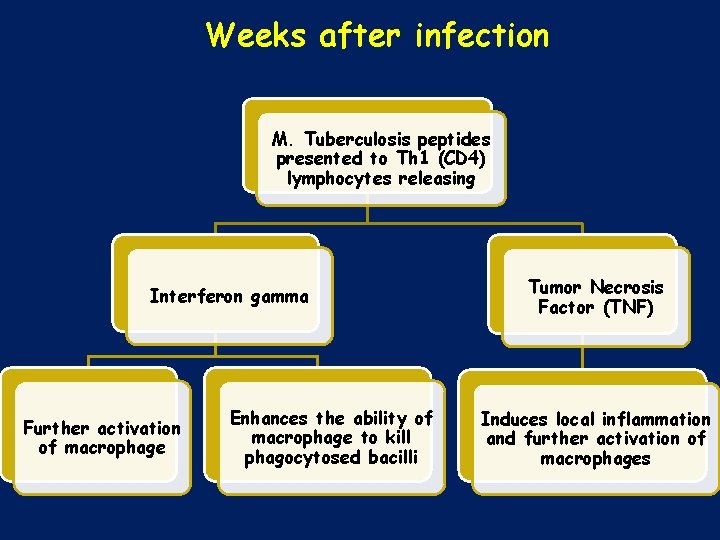 Weeks after infection M. Tuberculosis peptides presented to Th 1 (CD 4) lymphocytes releasing