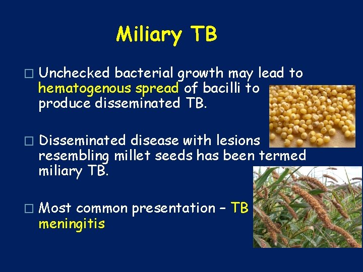 Miliary TB � Unchecked bacterial growth may lead to hematogenous spread of bacilli to