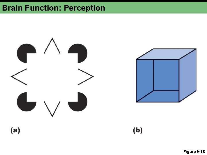 Brain Function: Perception Figure 9 -18 