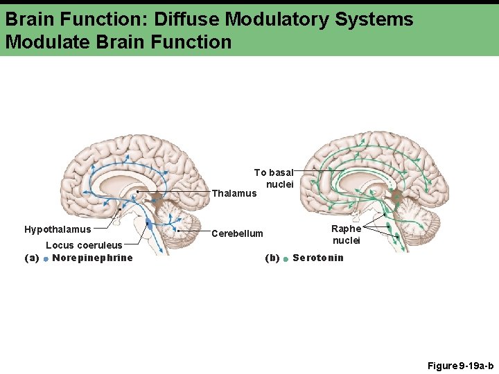Brain Function: Diffuse Modulatory Systems Modulate Brain Function To basal nuclei Thalamus Hypothalamus Locus