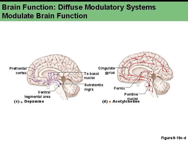 Brain Function: Diffuse Modulatory Systems Modulate Brain Function Prefrontal cortex (c) Ventral tegmental area
