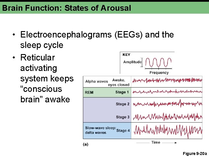 Brain Function: States of Arousal • Electroencephalograms (EEGs) and the sleep cycle • Reticular