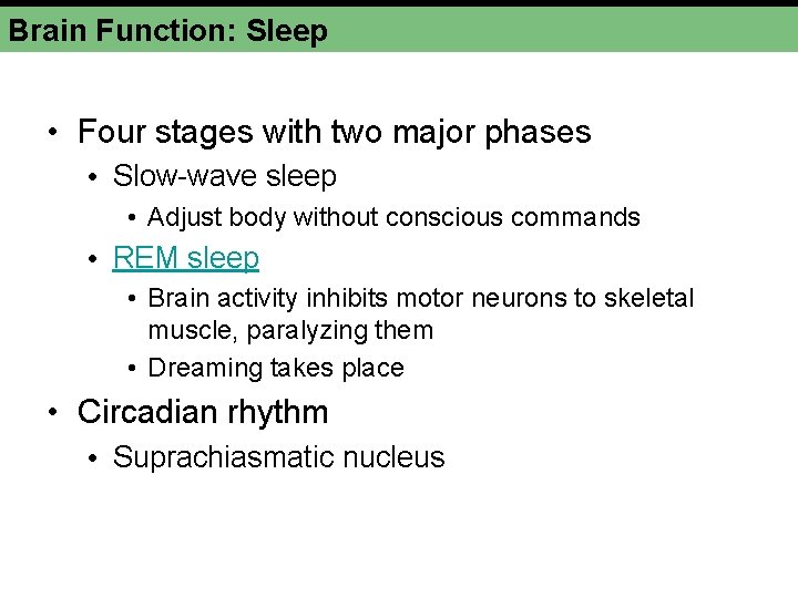 Brain Function: Sleep • Four stages with two major phases • Slow-wave sleep •