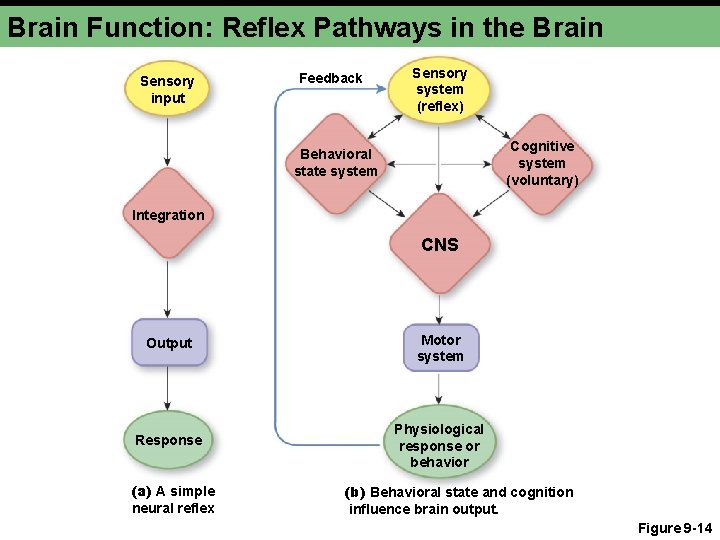 Brain Function: Reflex Pathways in the Brain Sensory input Feedback Sensory system (reflex) Cognitive