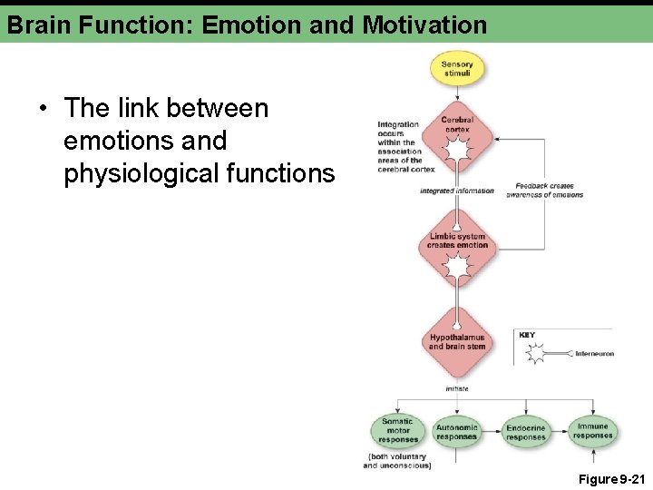 Brain Function: Emotion and Motivation • The link between emotions and physiological functions Figure