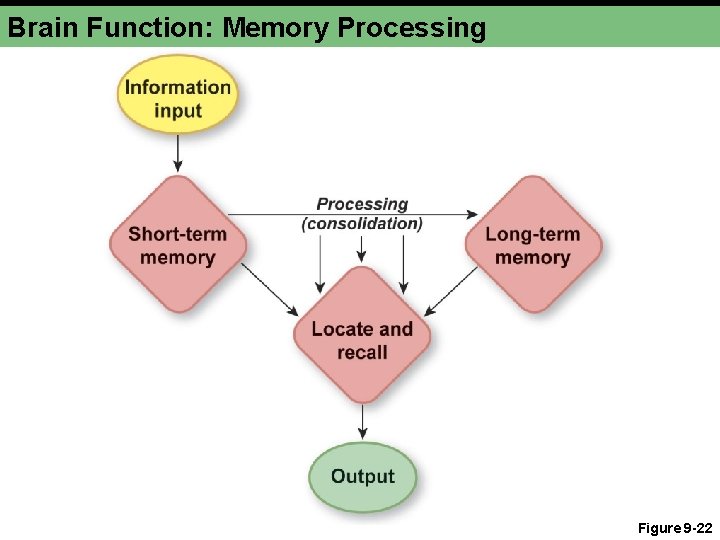 Brain Function: Memory Processing Figure 9 -22 
