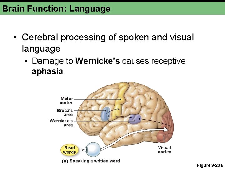 Brain Function: Language • Cerebral processing of spoken and visual language • Damage to
