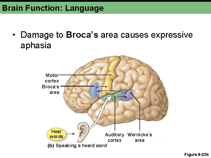 Brain Function: Language • Damage to Broca’s area causes expressive aphasia Motor cortex Broca’s