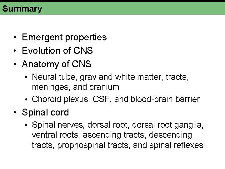 Summary • Emergent properties • Evolution of CNS • Anatomy of CNS • Neural