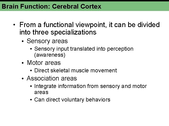 Brain Function: Cerebral Cortex • From a functional viewpoint, it can be divided into