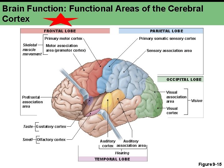 Brain Function: Functional Areas of the Cerebral Cortex FRONTAL LOBE PARIETAL LOBE Primary somatic