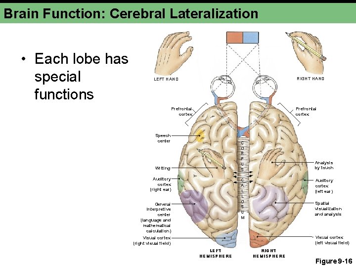 Brain Function: Cerebral Lateralization • Each lobe has special functions RIGHT HAND LEFT HAND