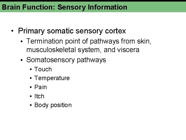 Brain Function: Sensory Information • Primary somatic sensory cortex • Termination point of pathways