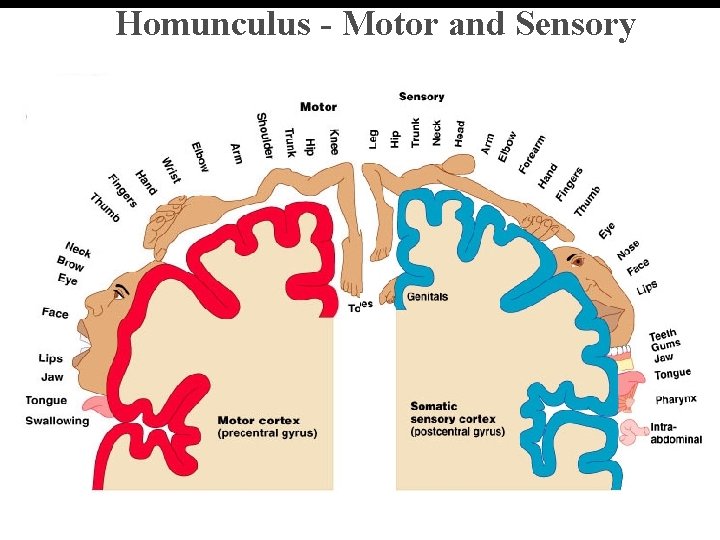 Homunculus - Motor and Sensory 