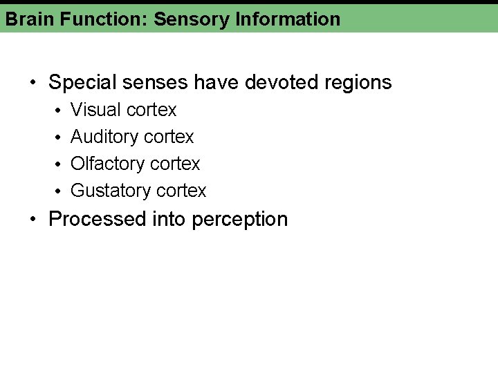 Brain Function: Sensory Information • Special senses have devoted regions • • Visual cortex