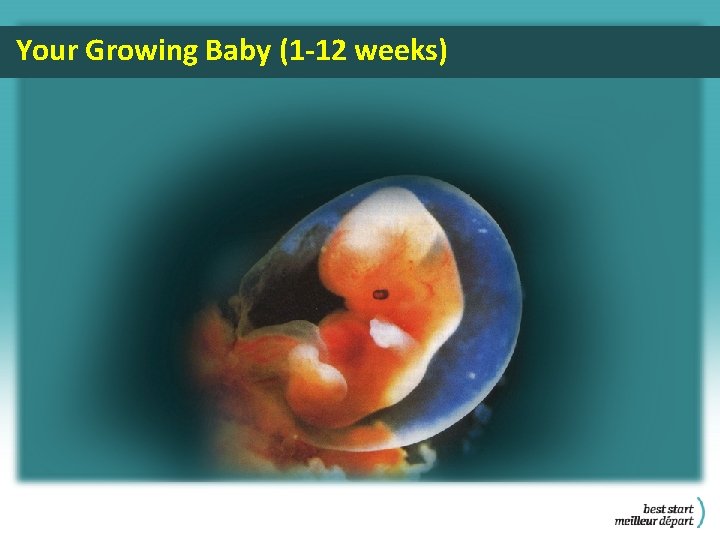 Your Growing Baby (1 -12 weeks) 