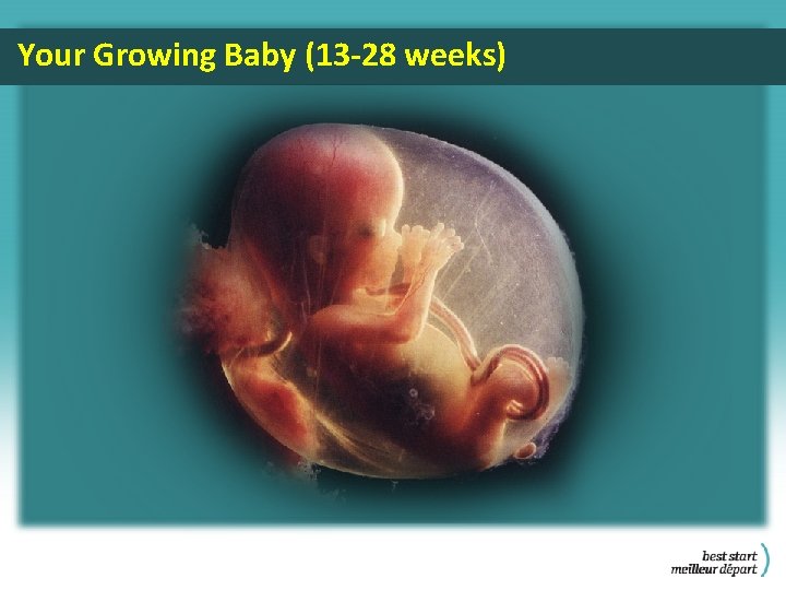 Your Growing Baby (13 -28 weeks) 