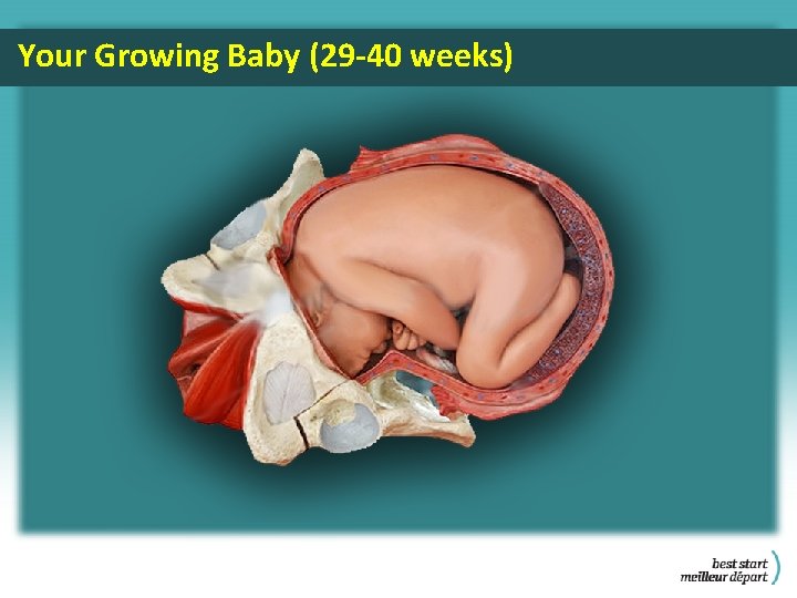 Your Growing Baby (29 -40 weeks) 