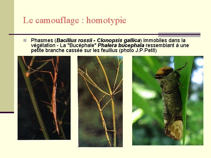 Le camouflage : homotypie n Phasmes (Bacillus rossii - Clonopsis gallica) immobiles dans la