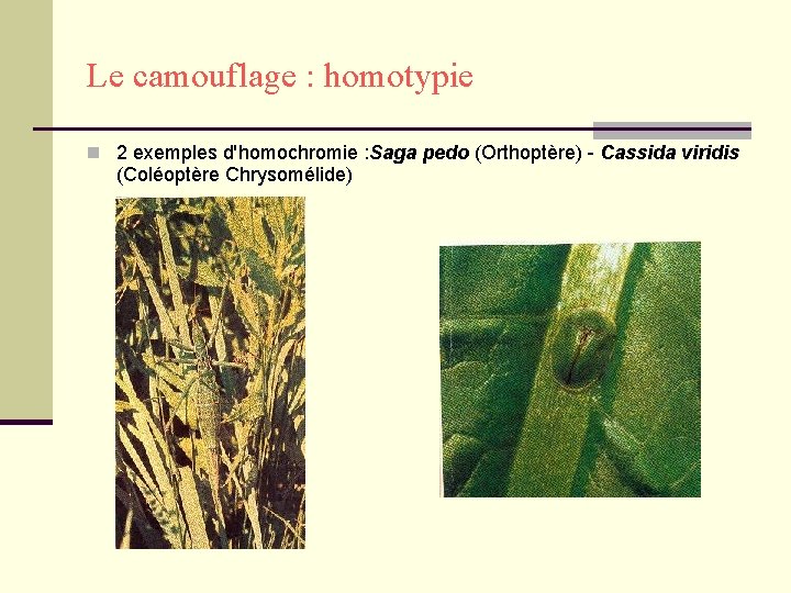 Le camouflage : homotypie n 2 exemples d'homochromie : Saga pedo (Orthoptère) - Cassida