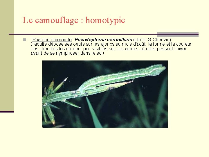 Le camouflage : homotypie n "Phalène émeraude" Pseudopterna coronillaria (photo G. Chauvin) (l'adulte dépose
