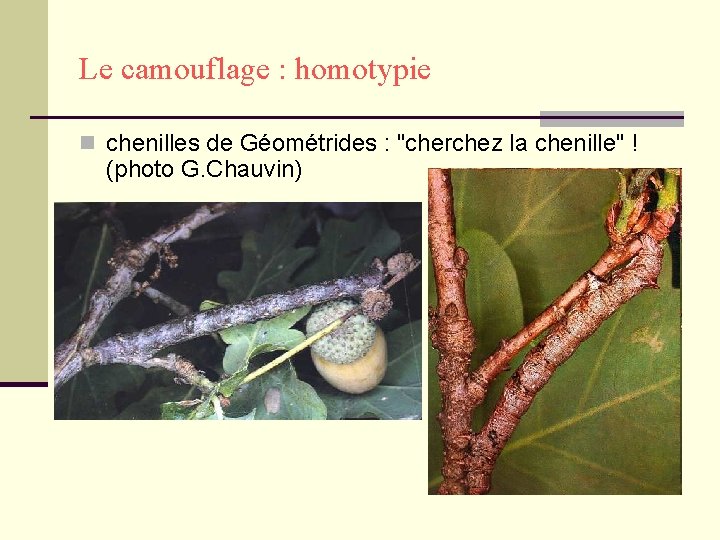 Le camouflage : homotypie n chenilles de Géométrides : "cherchez la chenille" ! (photo