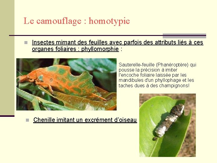 Le camouflage : homotypie n Insectes mimant des feuilles avec parfois des attributs liés
