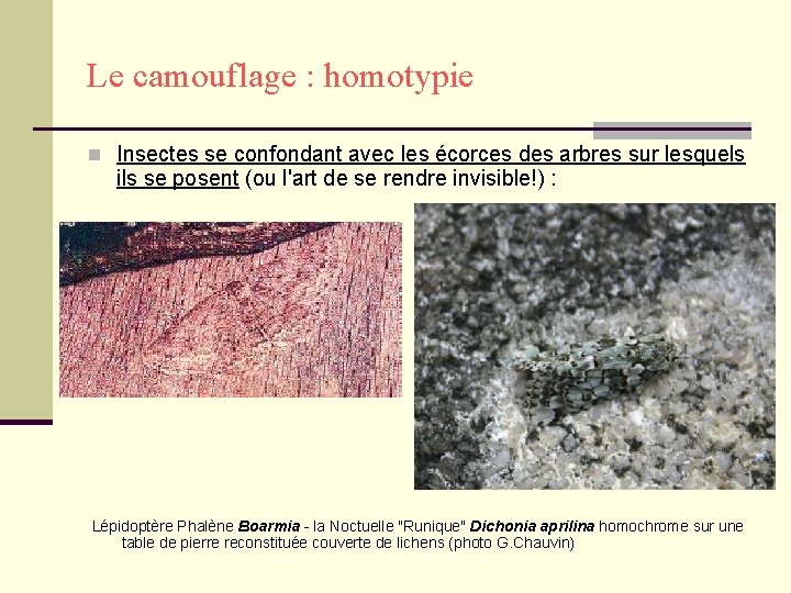 Le camouflage : homotypie n Insectes se confondant avec les écorces des arbres sur