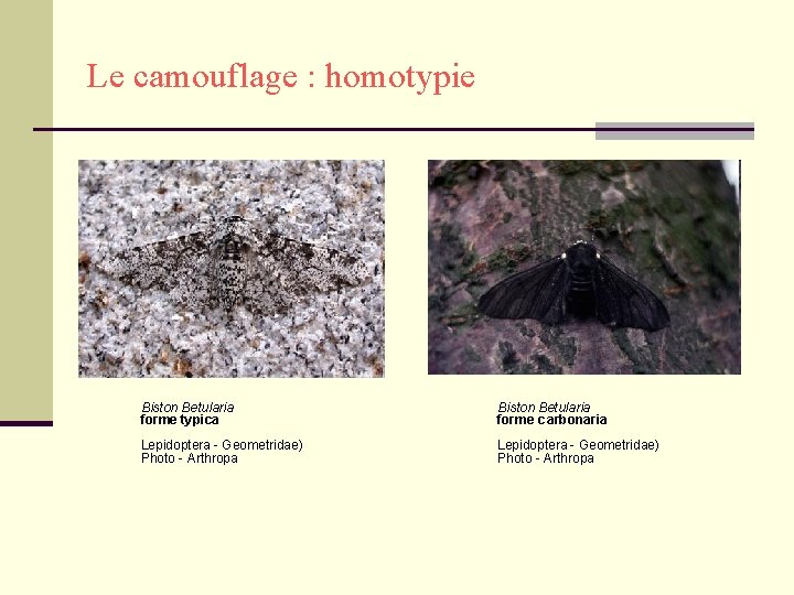 Le camouflage : homotypie Biston Betularia forme typica Biston Betularia forme c arbonaria Lepidoptera