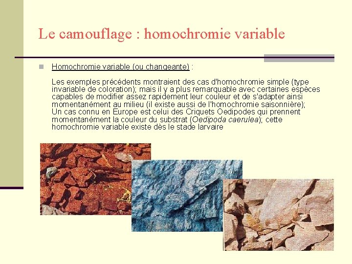 Le camouflage : homochromie variable n Homochromie variable (ou changeante) : Les exemples précédents