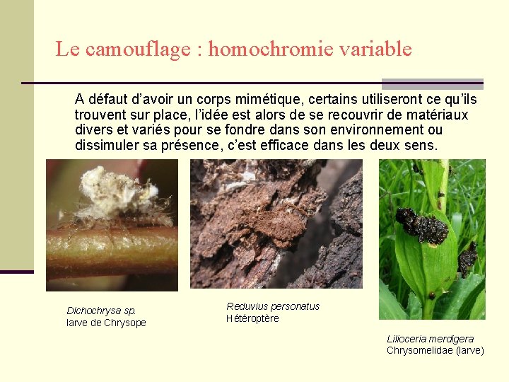 Le camouflage : homochromie variable A défaut d’avoir un corps mimétique, certains utiliseront ce