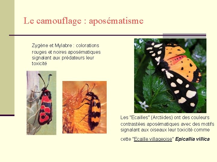 Le camouflage : aposématisme Zygène et Mylabre : colorations rouges et noires aposématiques signalant