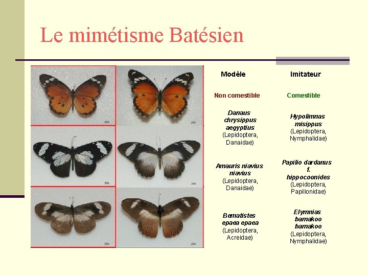 Le mimétisme Batésien Modèle Imitateur Non comestible Comestible Danaus chrysippus aegyptius (Lepidoptera, Danaidae) Amauris