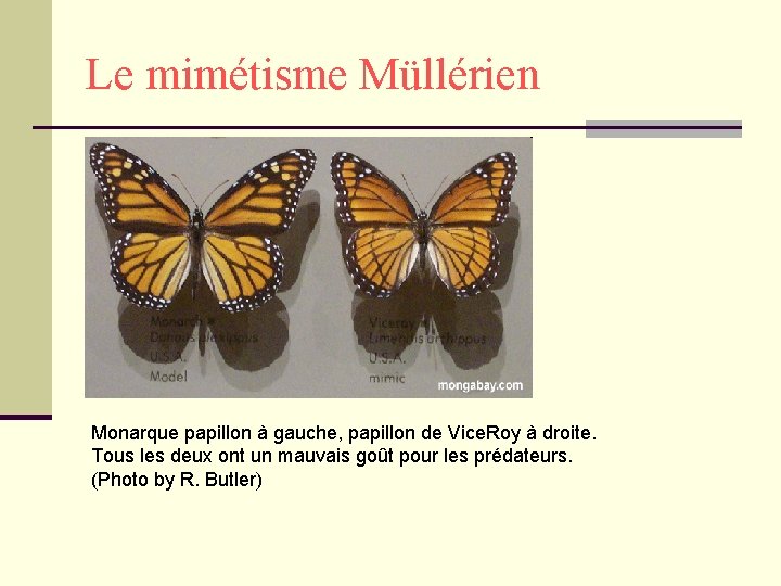 Le mimétisme Müllérien Monarque papillon à gauche, papillon de Vice. Roy à droite. Tous