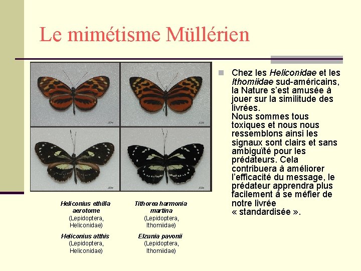 Le mimétisme Müllérien n Chez les Heliconidae et les Heliconius ethilla aerotome (Lepidoptera, Heliconidae)