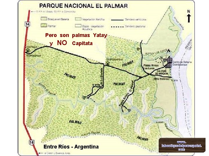 Pero son palmas Yatay y NO Capitata Entre Ríos - Argentina 