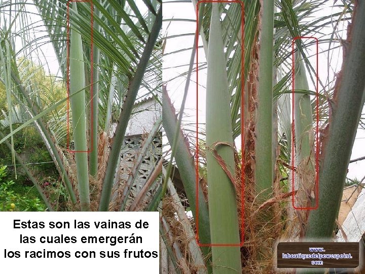 Estas son las vainas de las cuales emergerán los racimos con sus frutos 