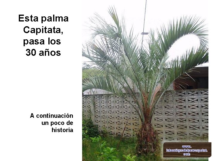 Esta palma Capitata, pasa los 30 años A continuación un poco de historia 