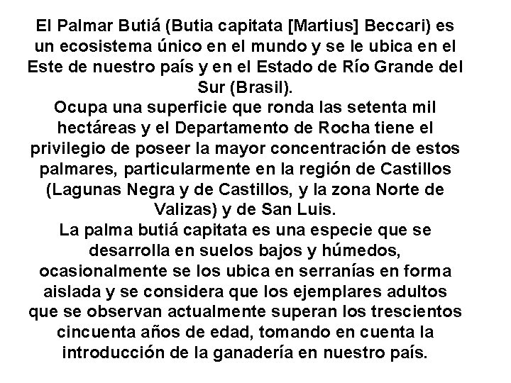 El Palmar Butiá (Butia capitata [Martius] Beccari) es un ecosistema único en el mundo