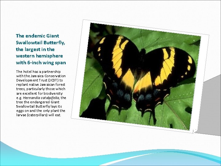 The endemic Giant Swallowtail Butterfly, the largest in the western hemisphere with 6 -inch