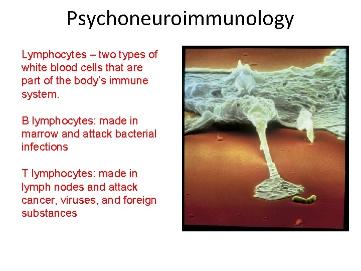 Psychoneuroimmunology Lymphocytes – two types of white blood cells that are part of the
