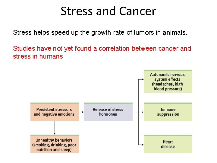 Stress and Cancer Stress helps speed up the growth rate of tumors in animals.